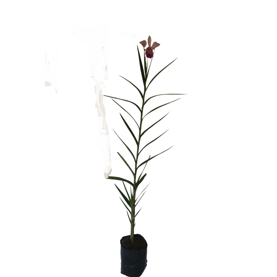 Orquídea Bambu (Arundina Bambusifolia) - 60cm