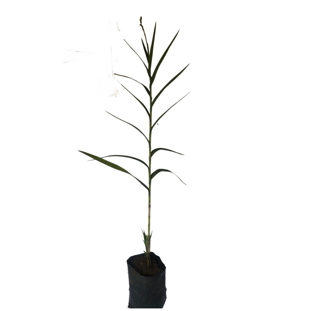 Orquídea Bambu (Arundina Bambusifolia) - 60cm - Imagem 4