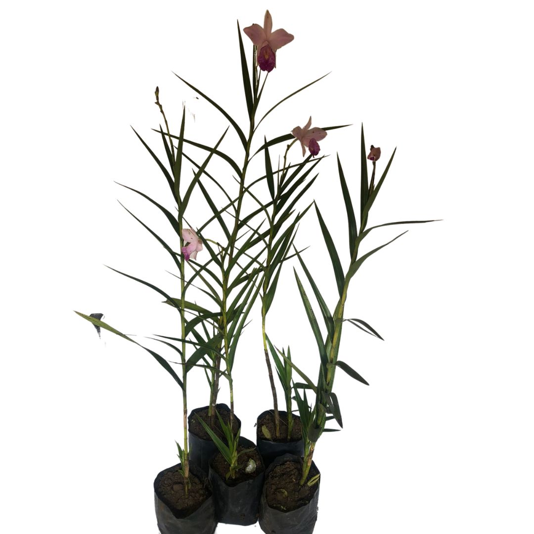 5 Mudas Orquídea Bambu (Arundina Bambusifolia) - 60cm - Imagem 3