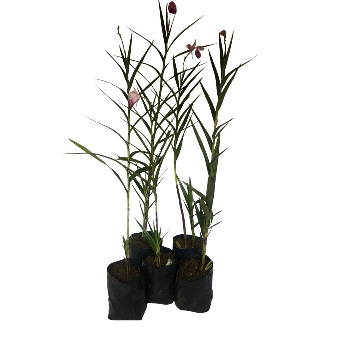 5 Mudas Orquídea Bambu (Arundina Bambusifolia) - 60cm - Imagem 4