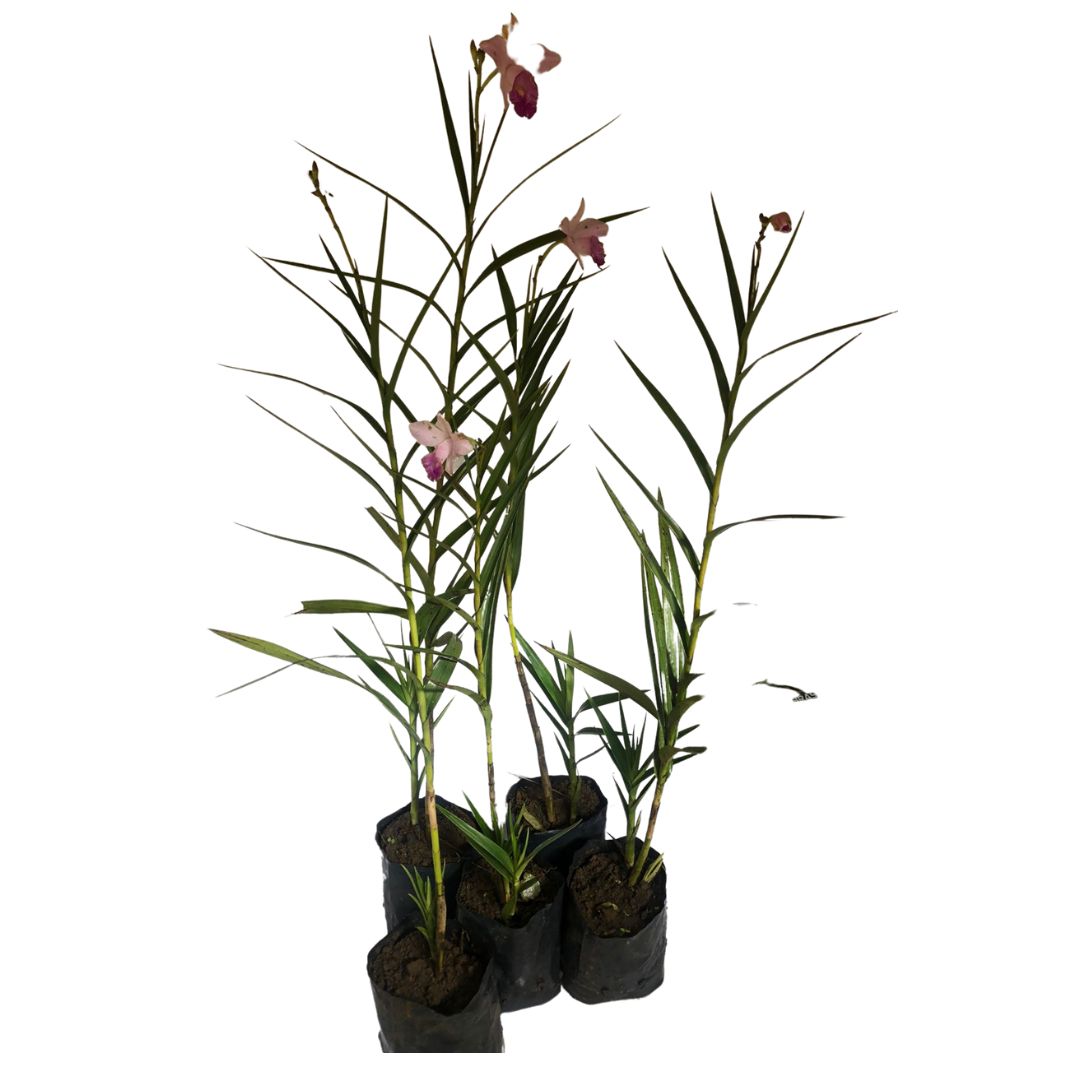 5 Mudas Orquídea Bambu (Arundina Bambusifolia) - 60cm - Imagem 2