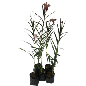 5 Mudas Orquídea Bambu (Arundina Bambusifolia) - 60cm