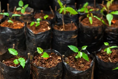 Saquinhos Para Mudas Saco para Germinação 10x10cm - 5kg — foto 6