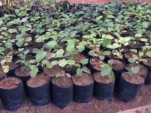 Saquinhos Para Mudas Saco para Germinação 10x10cm - 5kg — foto 4