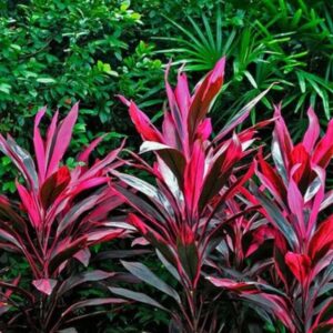 5 Dracena Vermelha - Cordyline terminalis vermelha - 60cm