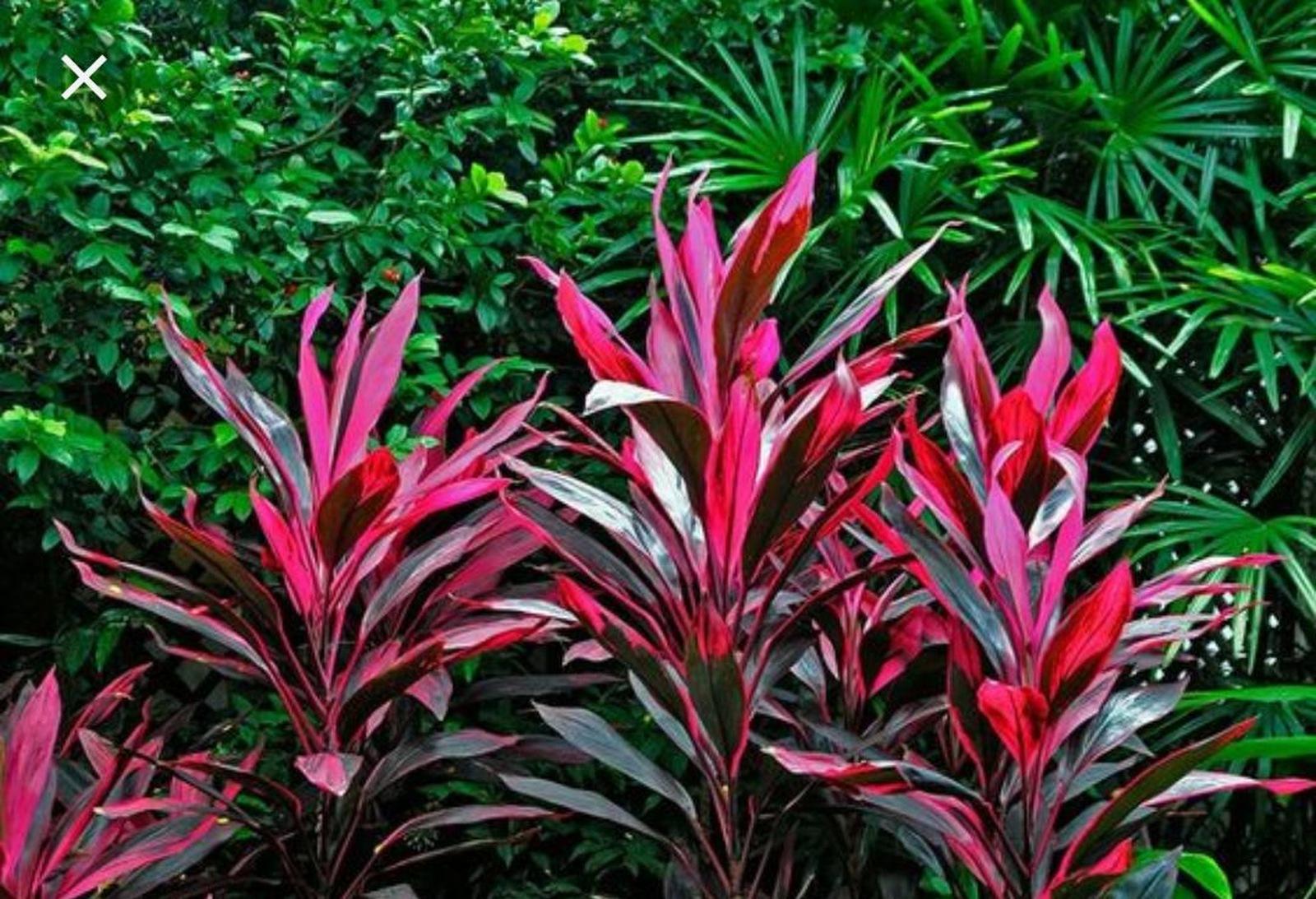 5 Dracena Vermelha - Cordyline terminalis vermelha - 60cm