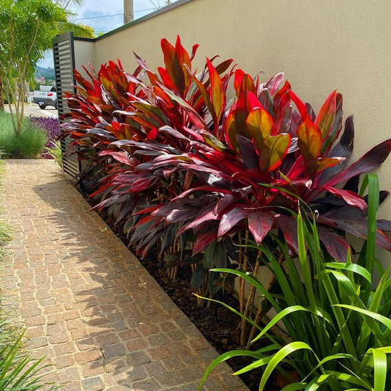 Dracena Vermelha - Cordyline terminalis vermelha - 60cm - Imagem 6