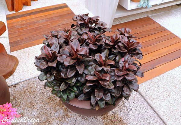 Dracena baby - Cordyline terminalis baby - 60cm - Imagem 5