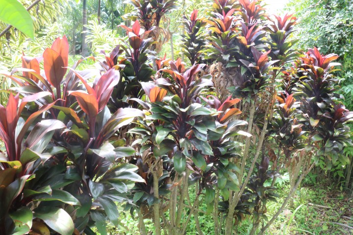 5 Dracena baby - Cordyline terminalis baby - 60cm - Imagem 6