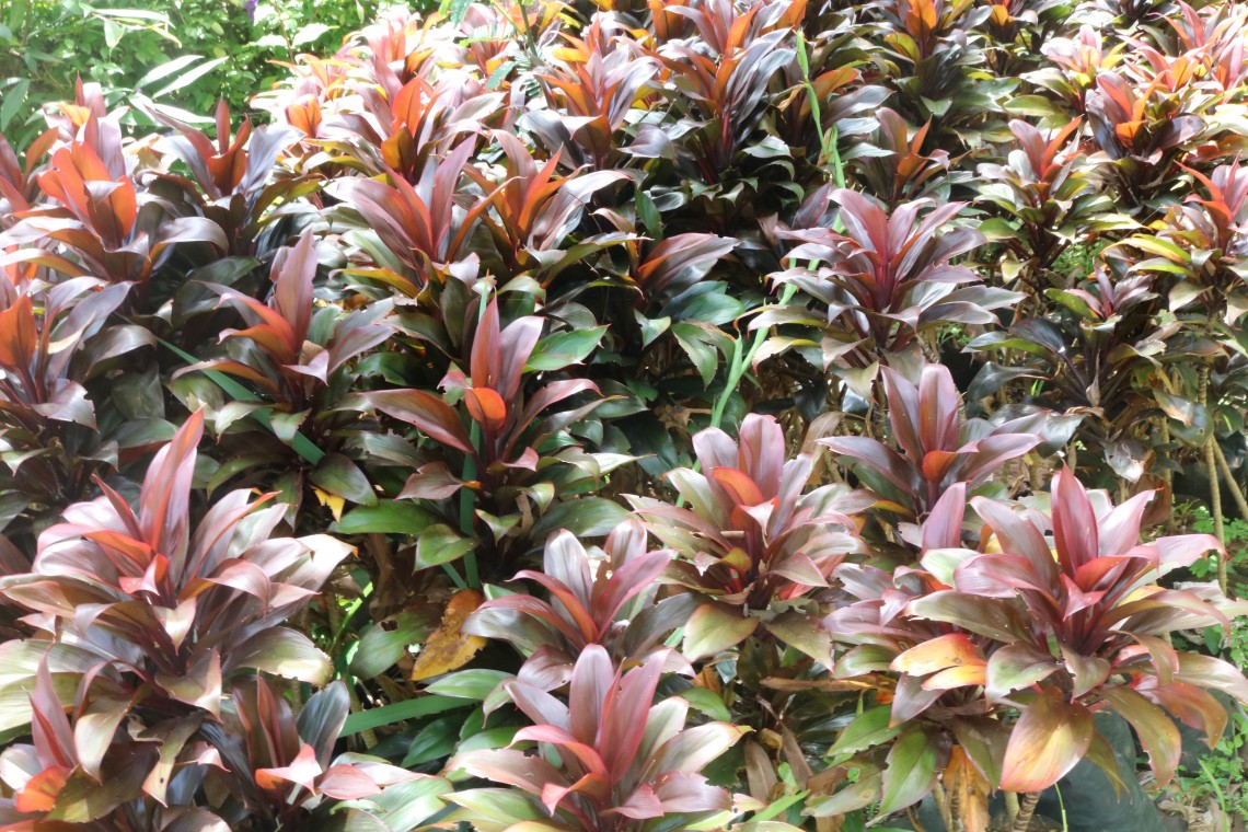 5 Dracena baby - Cordyline terminalis baby - 60cm - Imagem 8