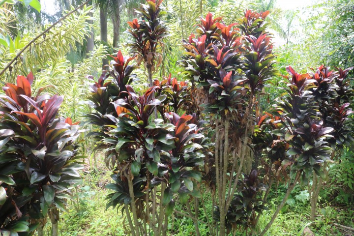 Dracena baby - Cordyline terminalis baby - 60cm - Imagem 7