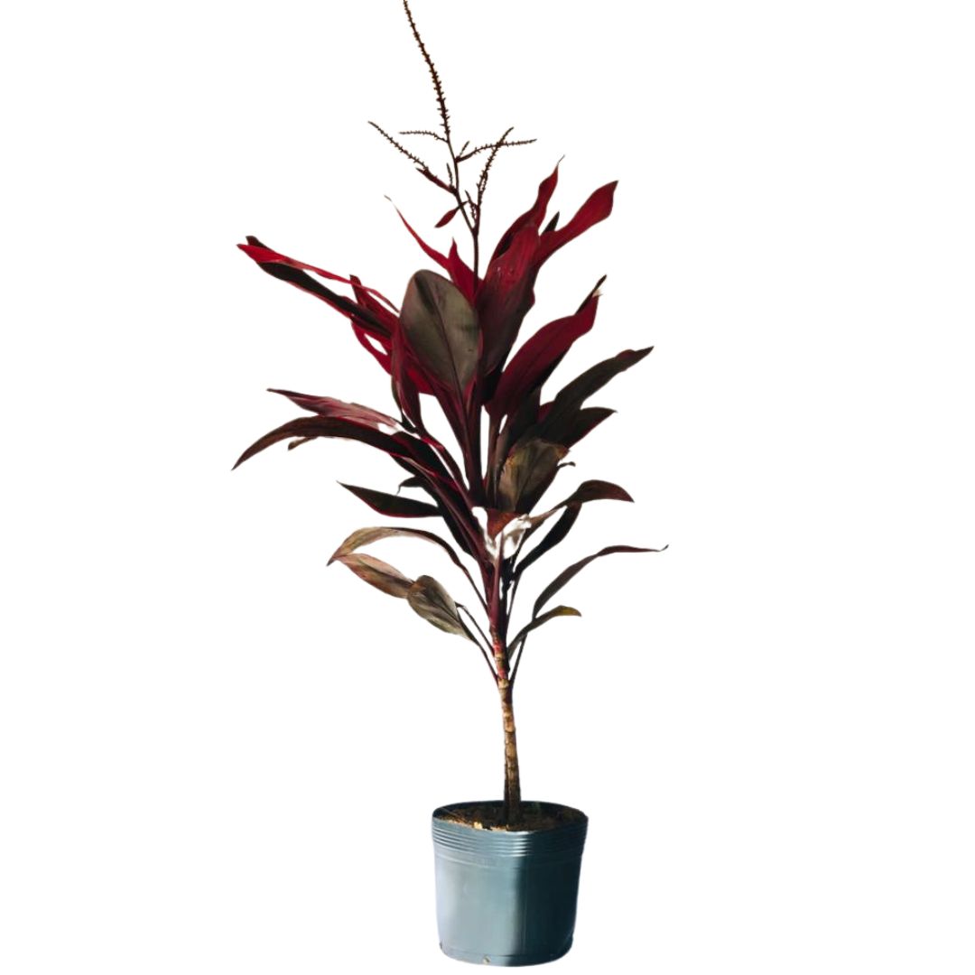 Dracena Vermelha - Cordyline terminalis vermelha - 60cm - Imagem 2