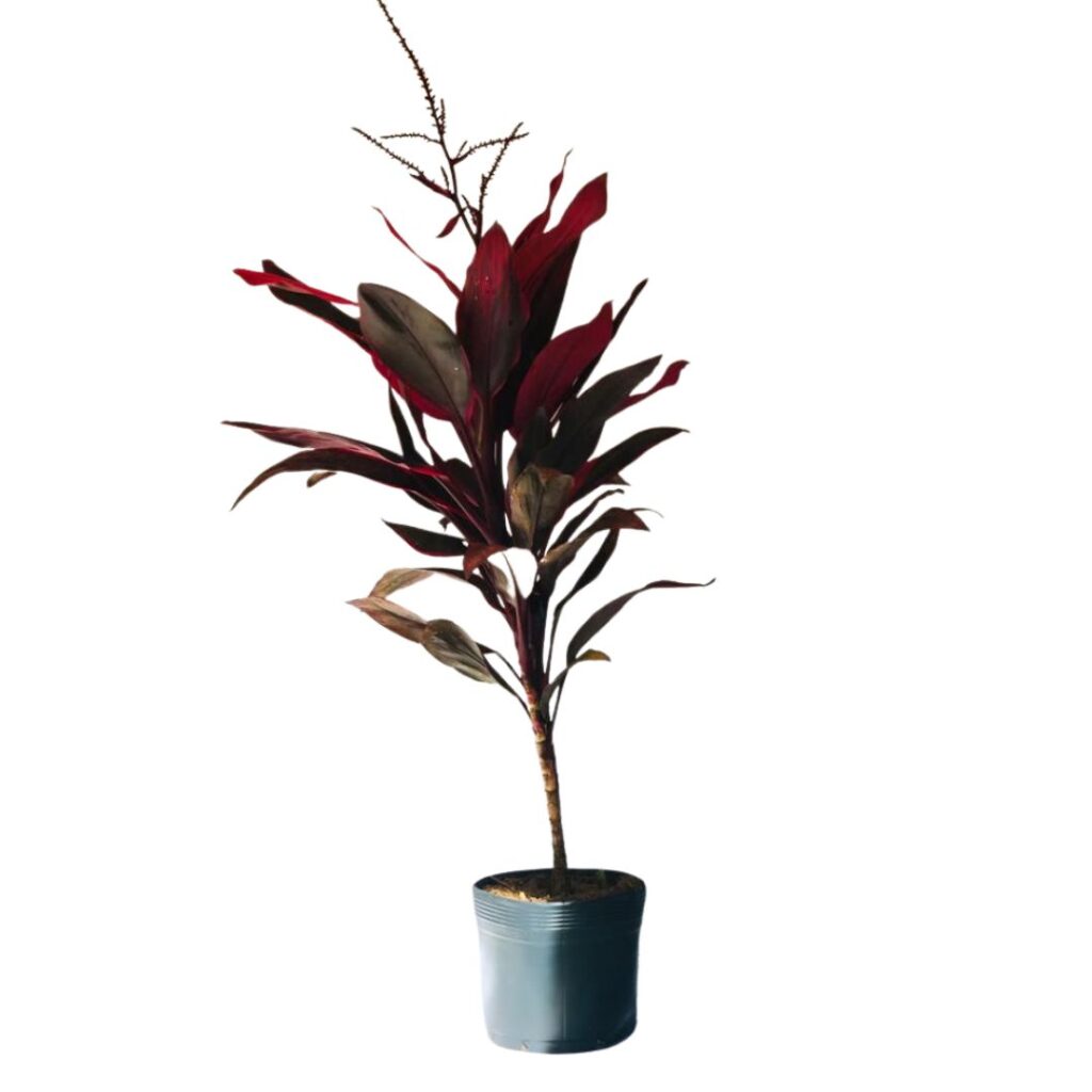 Dracena Vermelha - Cordyline terminalis vermelha - 60cm