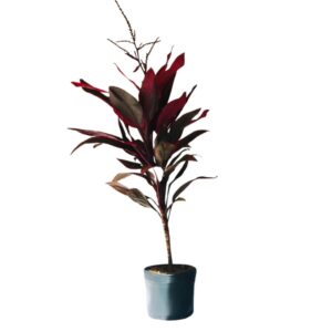 Dracena Vermelha - Cordyline terminalis vermelha - 60cm