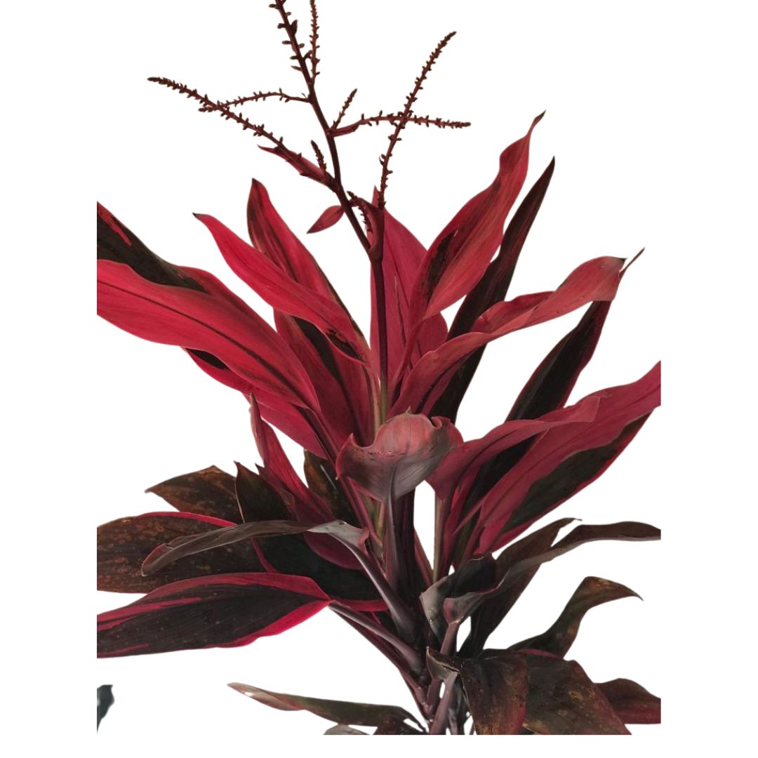 5 Dracena Vermelha - Cordyline terminalis vermelha - 60cm - Imagem 4
