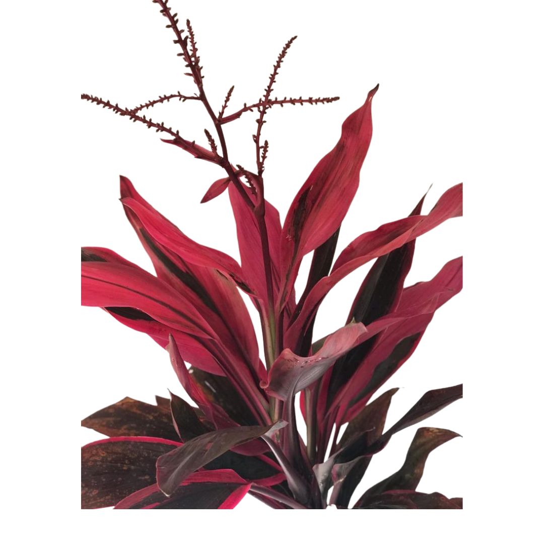 Dracena Vermelha - Cordyline terminalis vermelha - 60cm - Imagem 4