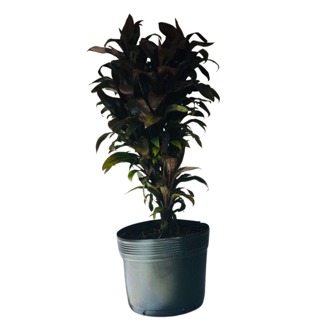 Dracena baby - Cordyline terminalis baby - 60cm
