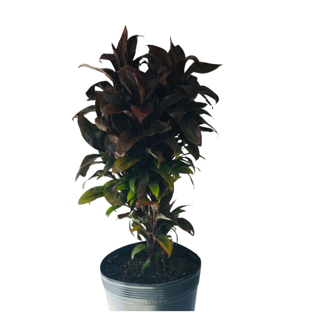 Dracena baby - Cordyline terminalis baby - 60cm - Imagem 3
