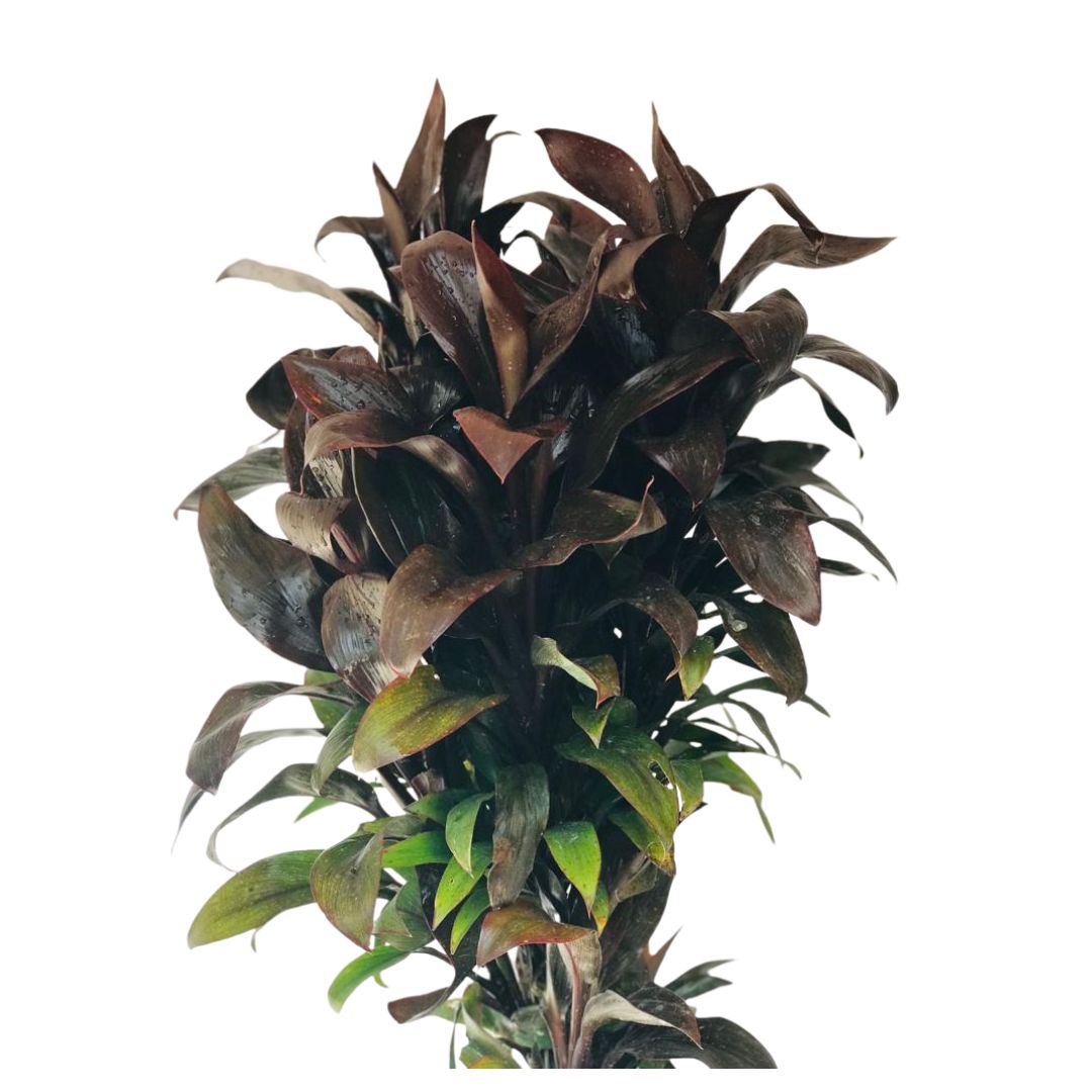 5 Dracena baby - Cordyline terminalis baby - 60cm - Imagem 5