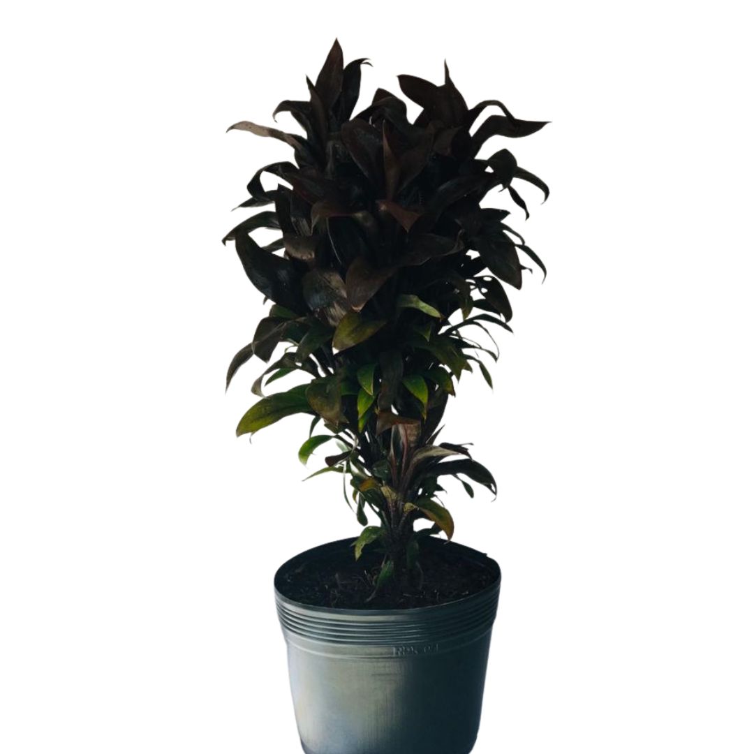 Dracena baby - Cordyline terminalis baby - 60cm - Imagem 2