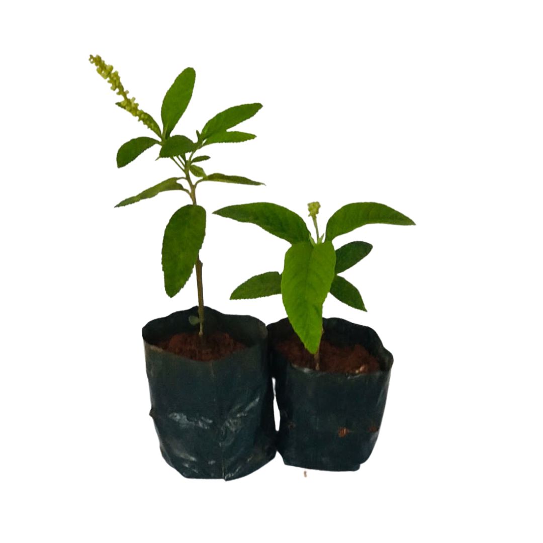 2 Mudas Erva-Baleeira (Cordia verbenacea) - No Saquinho - Imagem 3