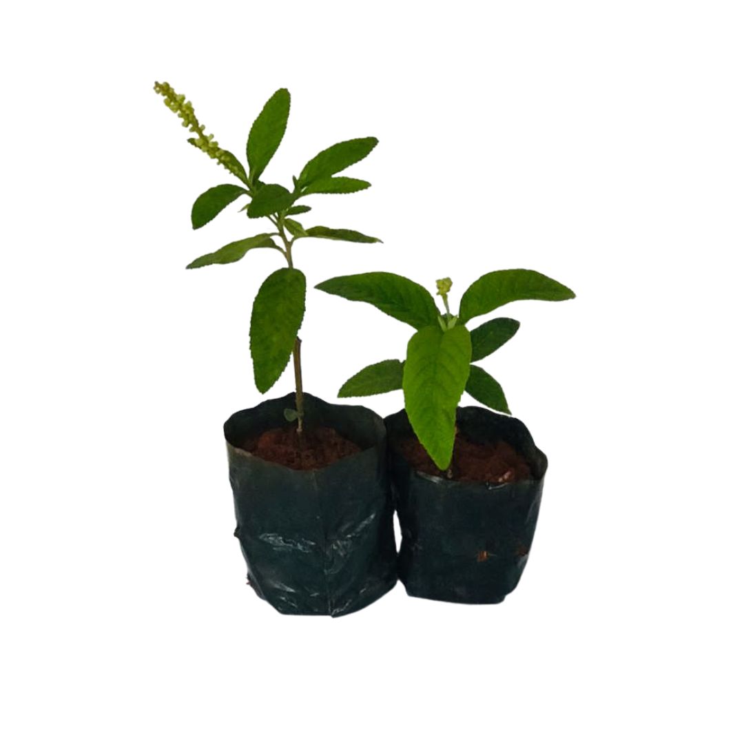 2 Mudas Erva-Baleeira (Cordia verbenacea) - No Saquinho - Imagem 2