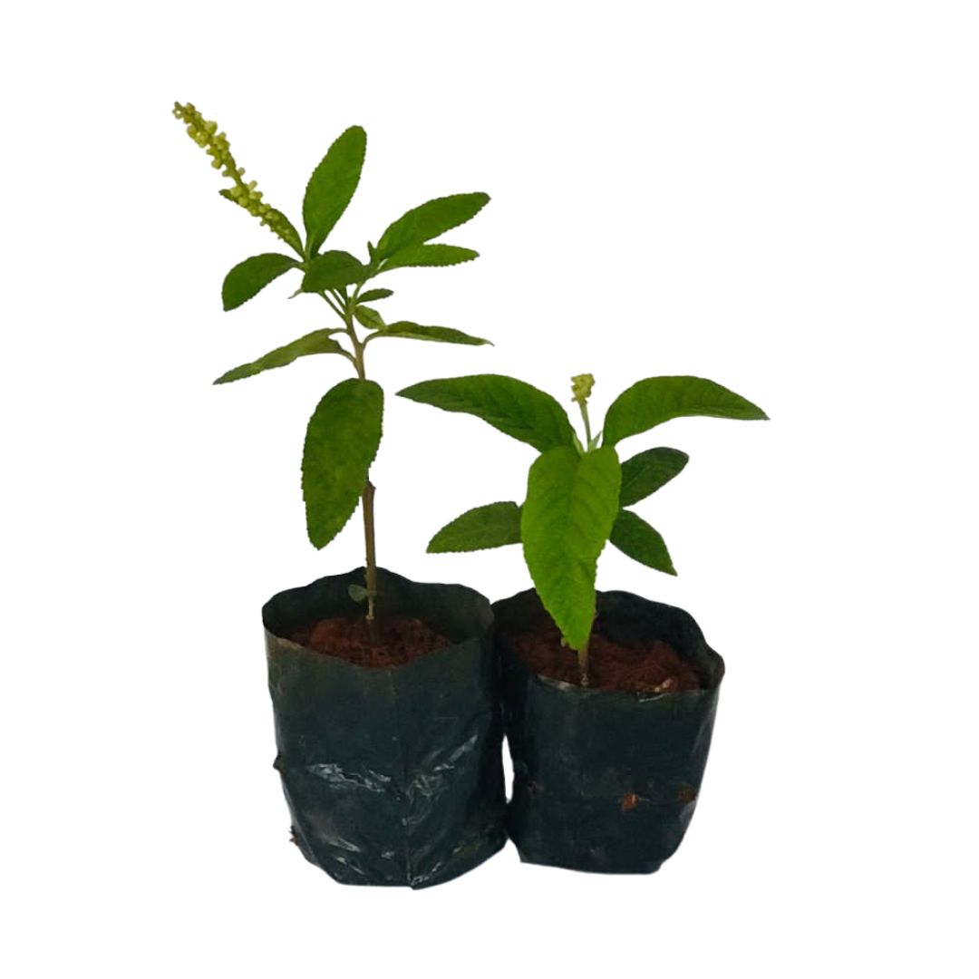 2 Mudas Erva-Baleeira (Cordia verbenacea) - No Saquinho