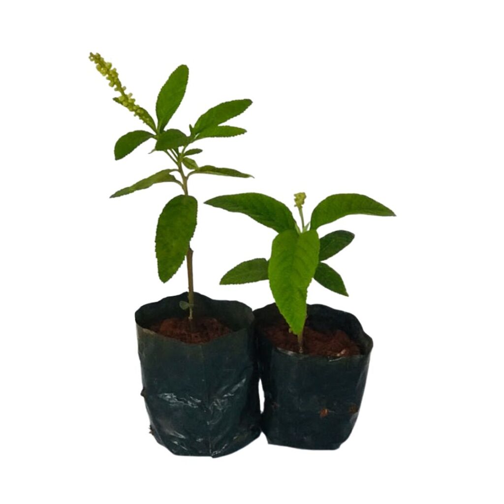 Erva-Baleeira (Cordia verbenacea)