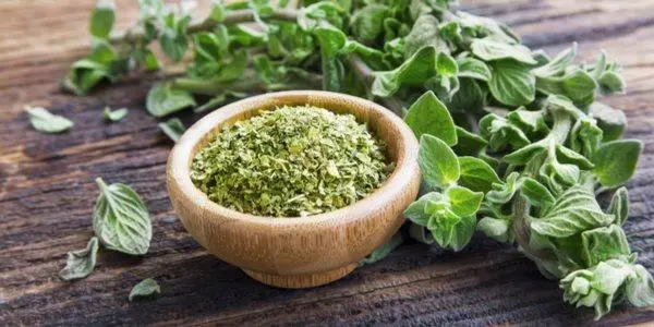 Orégano - Origanum vulgare - Mudas no Saquinho — foto 4