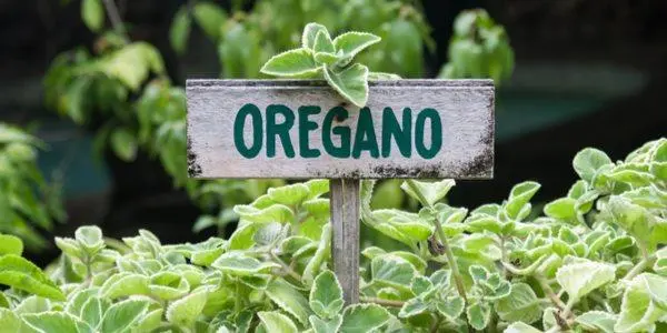 Orégano - Origanum vulgare - Mudas no Saquinho - Imagem 3