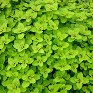 Orégano - Origanum vulgare - Mudas no Saquinho