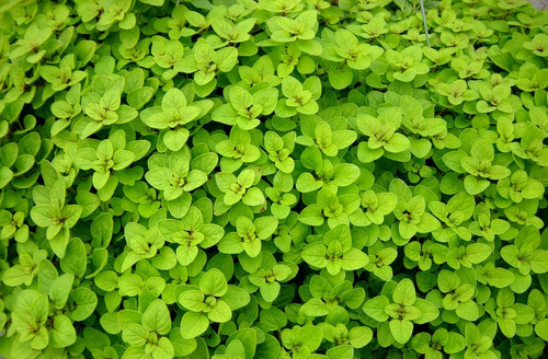 Orégano - Origanum vulgare - Mudas no Saquinho