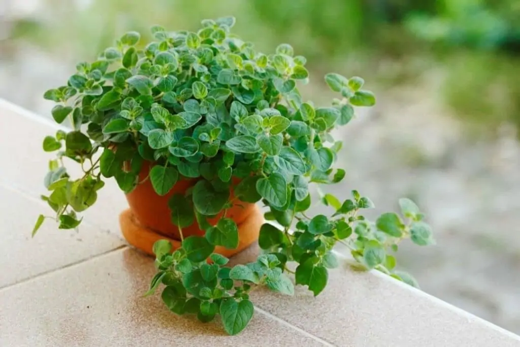 Orégano - Origanum vulgare - Mudas no Saquinho — foto 2