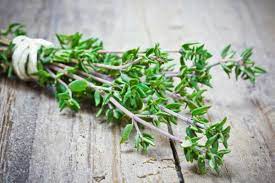 Tomilho - Thymus vulgaris - Mudas no Saquinho - Imagem 5