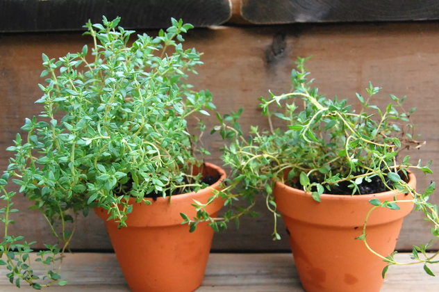 Tomilho - Thymus vulgaris - Mudas no Saquinho - Imagem 4
