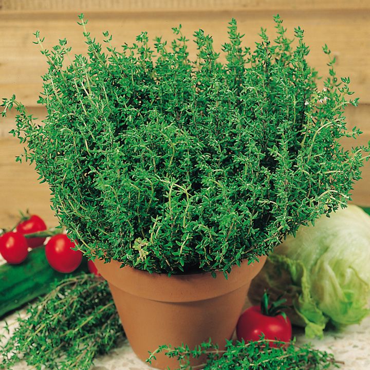 Tomilho - Thymus vulgaris - Mudas no Saquinho - Imagem 3