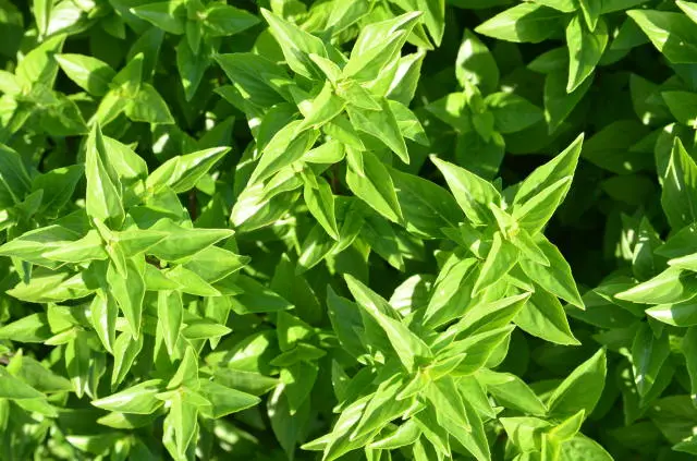 Manjericao - Ocimum basilicum - Mudas no Saquinho - Imagem 3
