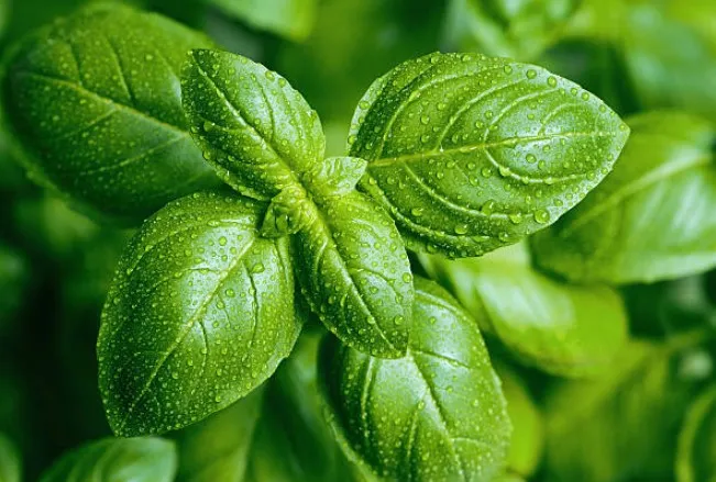 Manjericao - Ocimum basilicum - Mudas no Saquinho - Imagem 2