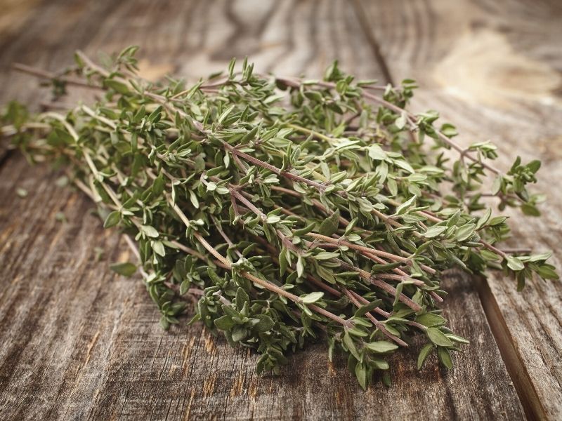 Tomilho - Thymus vulgaris - Mudas no Saquinho - Imagem 6