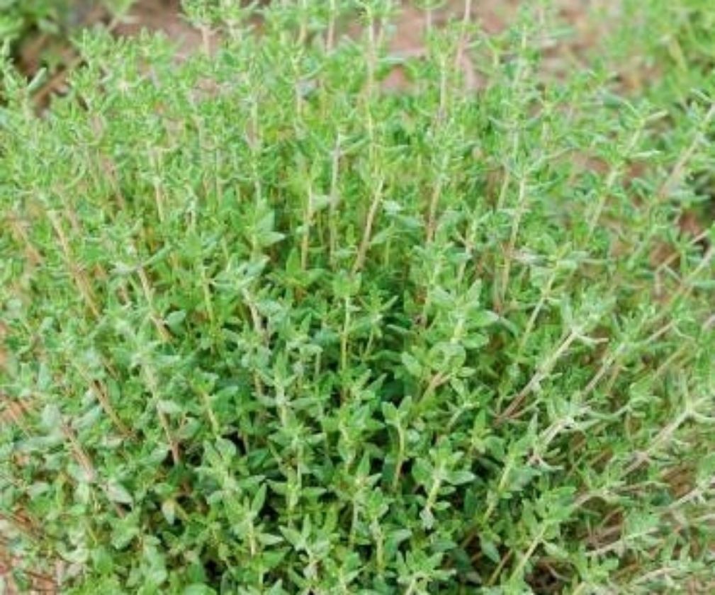 Tomilho - Thymus vulgaris - Mudas no Saquinho