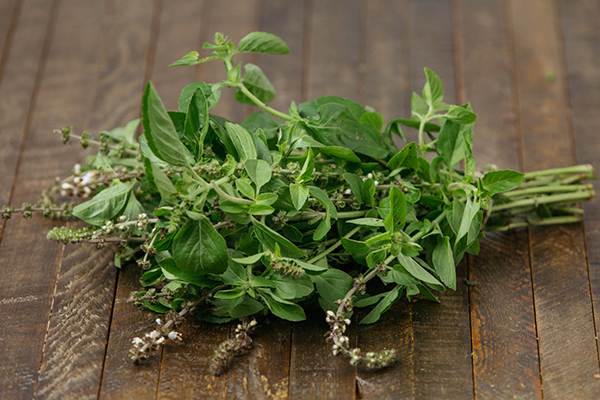 Manjericao - Ocimum basilicum - Mudas no Saquinho - Imagem 4