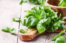 2 Mudas Manjericao - Ocimum basilicum - Mudas no Saquinho - Imagem 5
