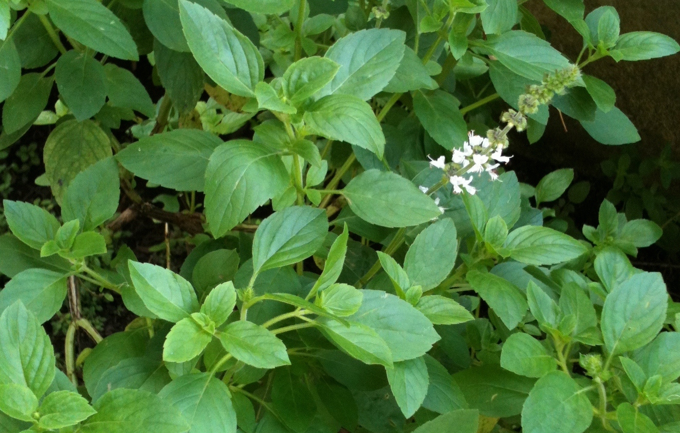 Manjericao - Ocimum basilicum - Mudas no Saquinho