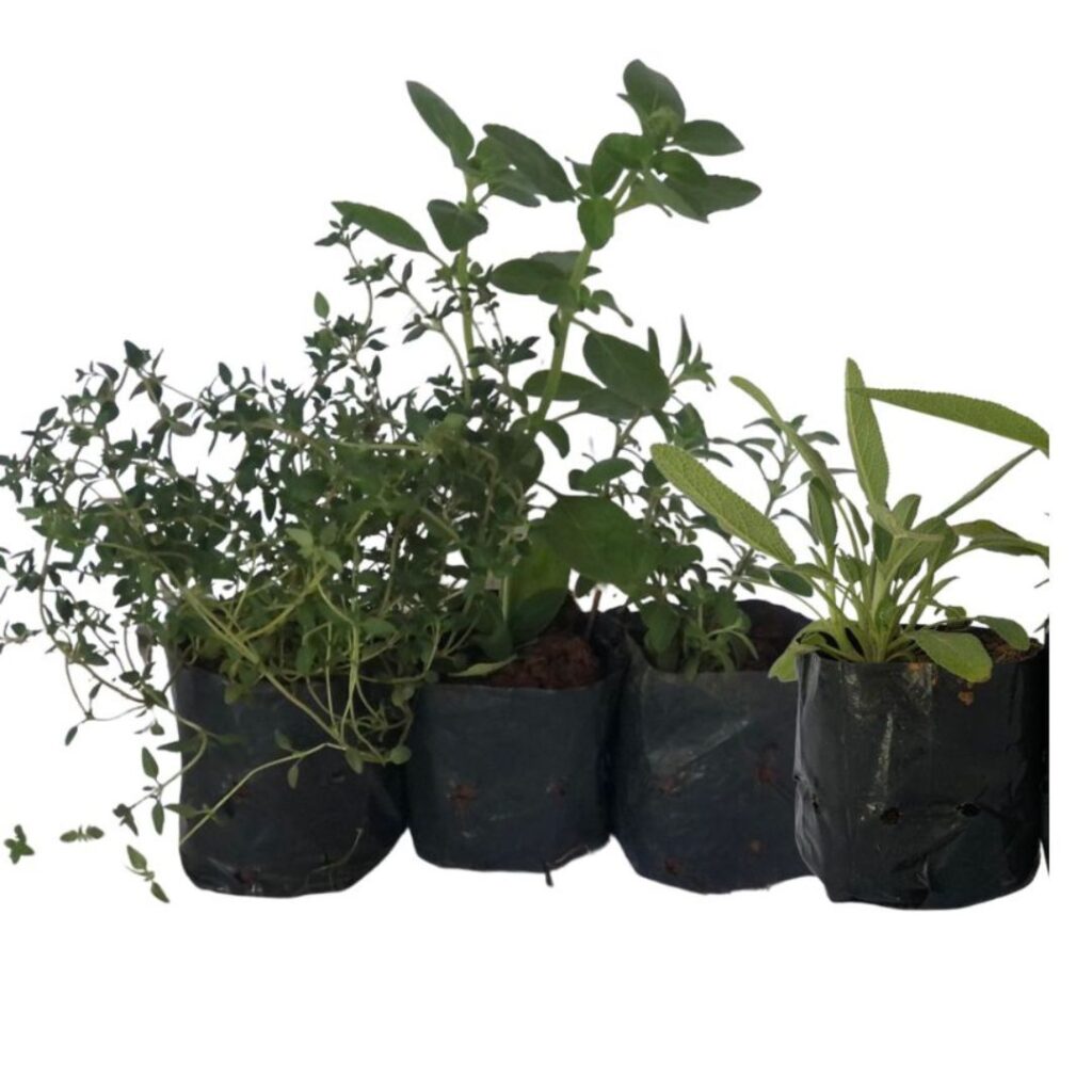 Kit 4 Mudas Temperos Manjericão, Salvia, Tomilho, Orégano