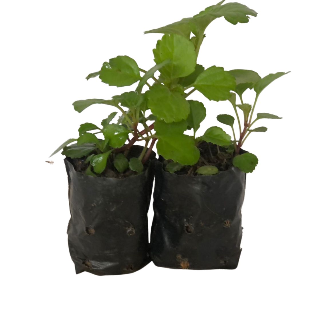 Dólar Plectranthus Nummularius no Saquinho - Imagem 4