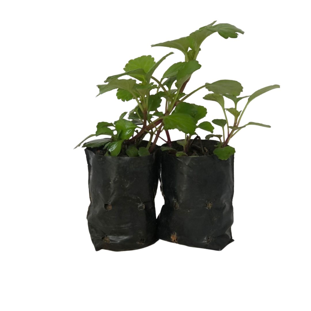 Dólar Plectranthus Nummularius no Saquinho - Imagem 3