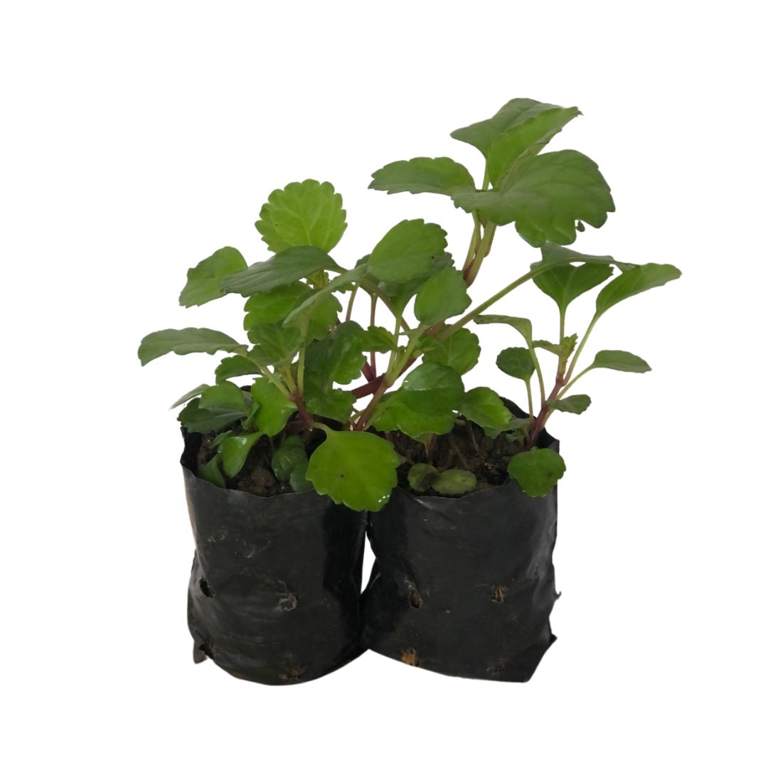 Dólar Plectranthus Nummularius no Saquinho