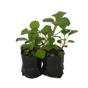 Dólar Plectranthus Nummularius Cuia 21