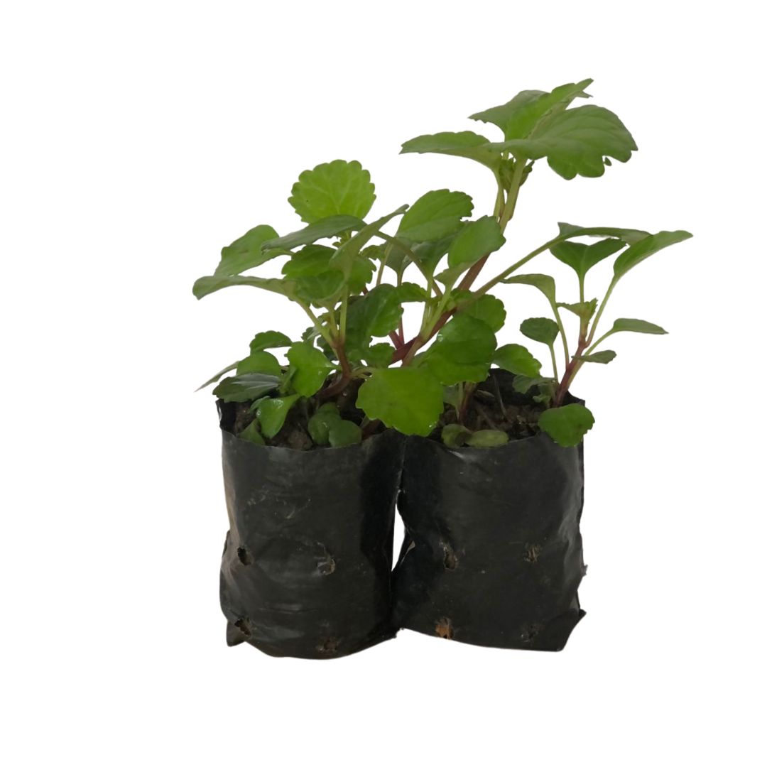 Dólar Plectranthus Nummularius no Saquinho - Imagem 2