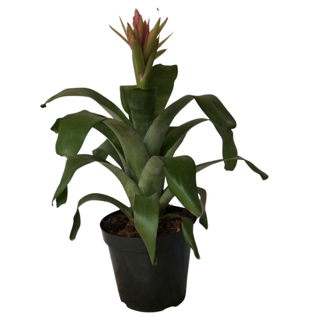 Bromélia Aechmea Massima - Flor Rosa Pote 20